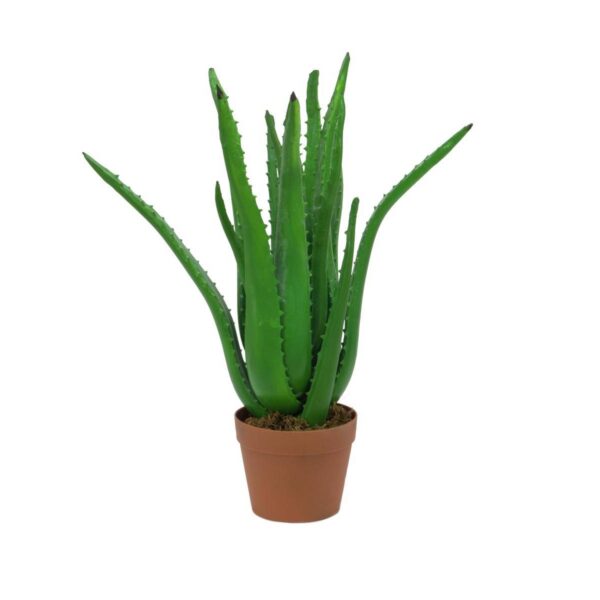 EUROPALMS Aloe vera plant, 63cm